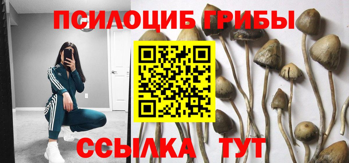 Галлюциногенные грибы мицелий Богданович